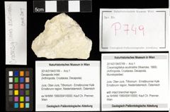 Foto (Objekt + Etiketten) von Cracensigillatus acutirostris (Moericke, 1889) 